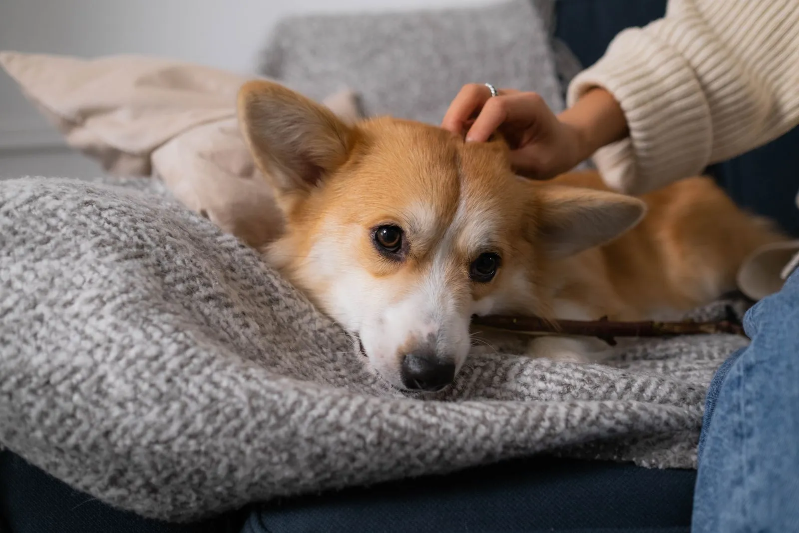 What to Include in Your Pet’s Care Instructions